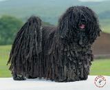 Hungarian Puli 7W025-11